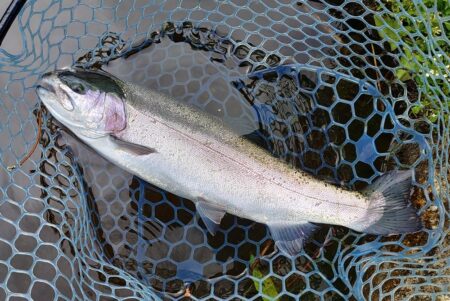 前回ほどではないがよく釣れてくれた平谷湖フィッシングスポット